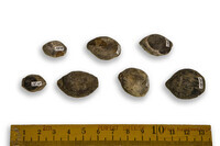 F 01510
<br/>
<br/>
<em></em>